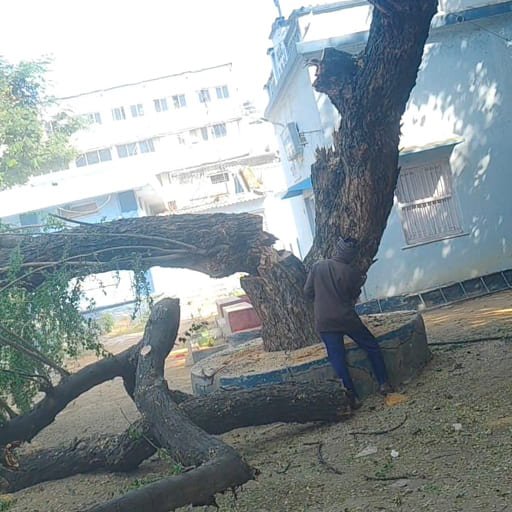 Garuda-Tree-Cutting-Services15.jpg