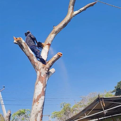 Garuda-Tree-Cutting-Services22.jpg