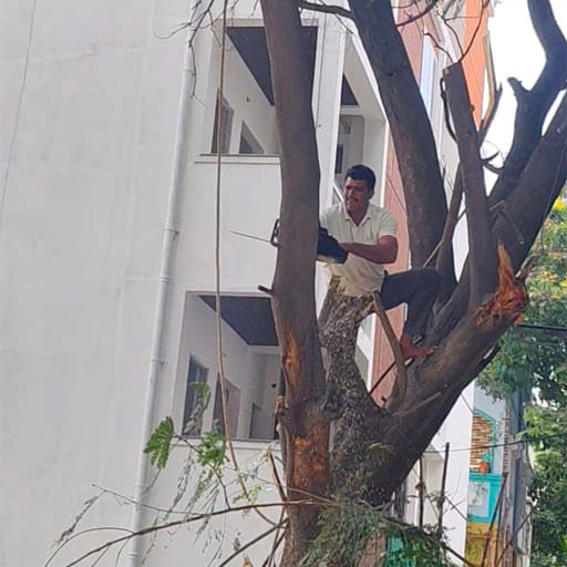 Garuda-Tree-Cutting-Services35.jpg