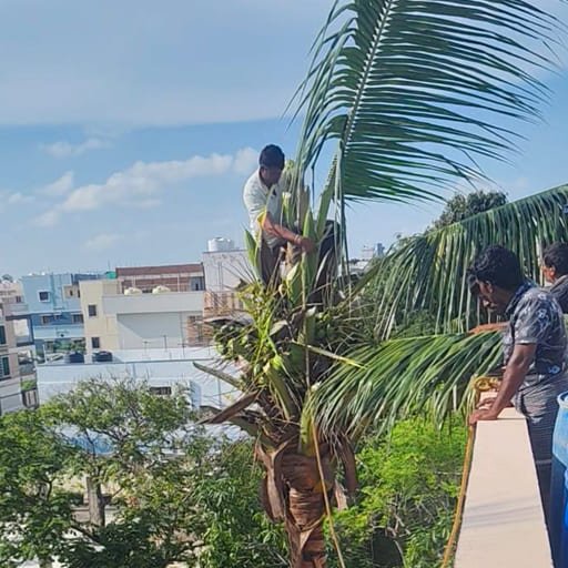 Garuda-Tree-Cutting-Services38.jpg