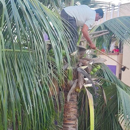 Garuda-Tree-Cutting-Services4.jpg