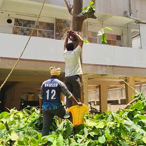 Garuda-Tree-Cutting-Services43.jpg