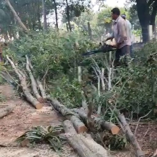 Garuda-Tree-Cutting-Services8.jpg